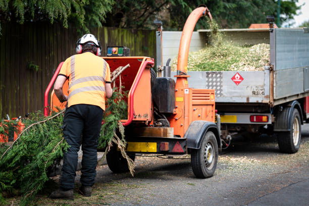 Best Professional Tree Care  in USA